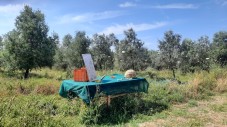 Olive Experience a Pienza - Siena