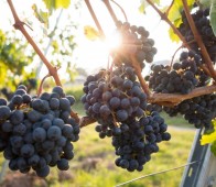 Tour dei Vini di Puglia per 4 