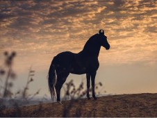 Passeggiata a Cavallo con Degustazione di Prodotti Locali alla Corte del Re