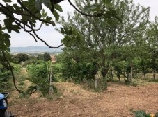 Food, Wine & Extra Virgin Olive Oil Tasting Experience 