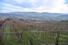 Percorso guidato tra i vigneti della Valpolicella e degustazione vini