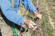 Degustazione 3 Chianti | Cantine Toscana