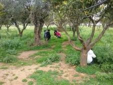 Raccolta delle Olive