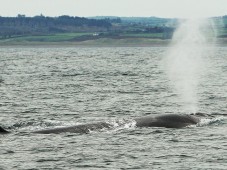 WHALE WATCHING- LIGURIA