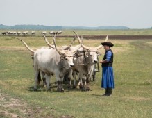 The Puszta Horse Show: Traditional Hungarian Equestrian Experience