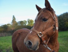 Escursione a Cavallo 3 ore in zona Torino 