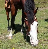 Passeggiata a cavallo da un'ora