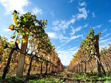 Esperienze Chianti, trekking nei vigneti fiorentini