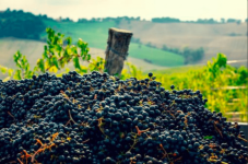 Tour e Degustazione 3 vini a scelta