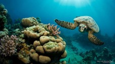 Viaggio Regalo per due a Marsa Alam 