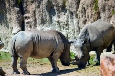 Family experience Bioparco Zoom Torino