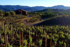 Visita Cantina, Degustazione e light lunch in Sicilia