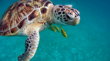 Escursione Snorkeling Isole Tremiti Puglia