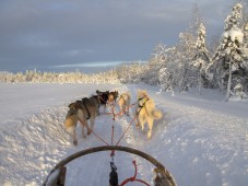 Guida di una slitta trainata da cani