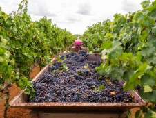 Degustazione 3 vini Cantina Ceresa | Degustazione Lombardia