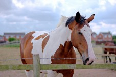 Passeggiata a Cavallo pomeridiana con Cena in Agriturismo e Passeggiata Notturna