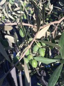 Educational Tour olio extra vergine d’oliva
