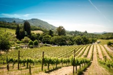 Picnic e degustazione di vino a Parma