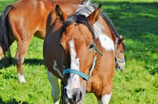 Tour a cavallo per gruppi in Abruzzo 