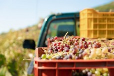 Degustazione Franciacorta e visita cantina sul lago d'Iseo