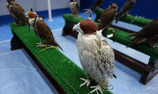 Tour dell'ospedale per falchi in Abu Dhabi