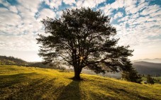 Albero Bergamotto di Calabria 15kg