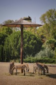 Glamping in Coppia Bioparco Zoom Torino 