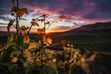 Degustazione 5 Vini a Siena