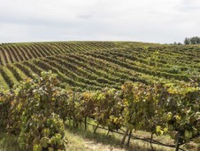 Visita della cantina + Premium Wine Experience nel vitigno di Marco Carpineti sui Monti Lepini