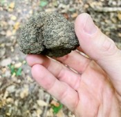 Tour delle Langhe con aperitivo di tartufo 