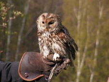 Regalo Corso Falconeria Lombardia