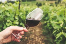 Degustazione di vino presso l'azienda biologica Paolini e Stanford a Offida