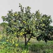 Albero Bergamotto di Calabria 15kg