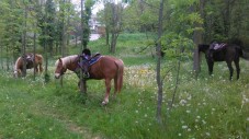 Passeggiata a Cavallo 2 ore a Vibo Valentia