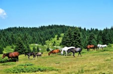 Giornata a cavallo in Liguria