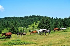 Giornata a cavallo in Liguria