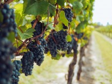 Degustazione due Vini Colline Novaresi