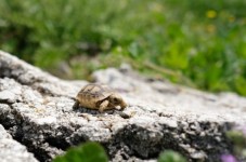 Tartarughe di terra in regalo