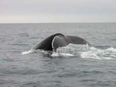 Whale watching - LIGURIA