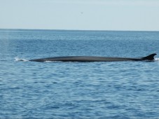 WHALE WATCHING- LIGURIA