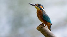 Birdwatching al Lago di Montepulciano