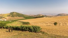 Degustazione Verticale 3 annate | Cantine della Sicilia