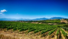 Tour in vigneto e cantina con degustazione vini in Veneto