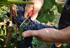 Autunno - Colazione della vendemmia