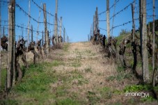 Visita al Vigneto e alla Cantina con Degustazione a Peccioli