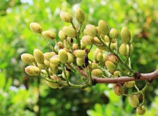 Tour e Degustazione a San Mauro Forte per Gruppi