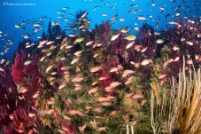 Doppia Immersione Isole Eolie – Lipari e Vulcano