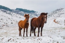 Passeggiata a cavallo sulla neve in Emilia Romagna