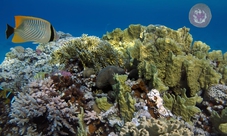 Tour in barca con fondo di vetro a Sharm El Sheikh