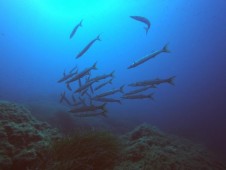 Doppia immersione in Sardegna